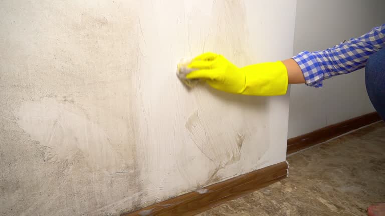 Best Mold Documentation for Insurance Claims  in Jemez Pueblo, NM