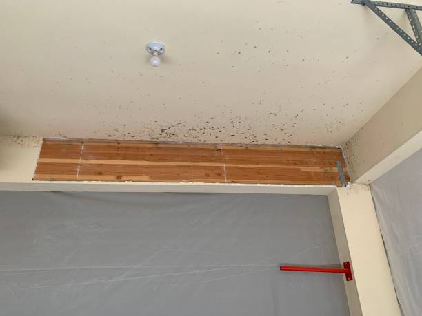 Best Mold-Related Health Consultation  in Jemez Pueblo, NM