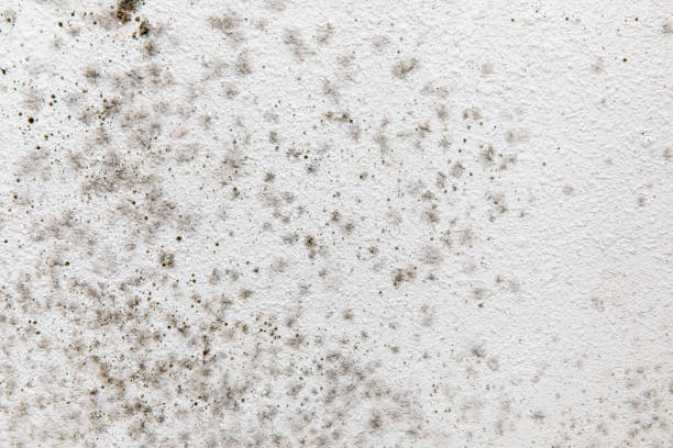 Mold Remediation for Vacation Homes in Jemez Pueblo, NM